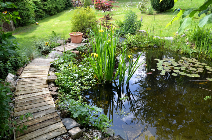 Landscape & Garden Design - Garden Pond